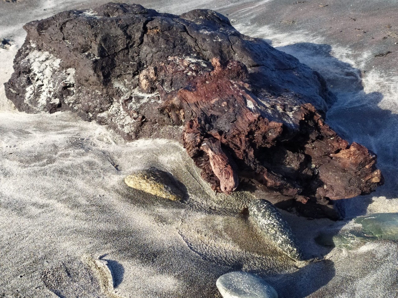 01 - Restos de un bosque fósil en la playa de Ponzos - 21-01-2023