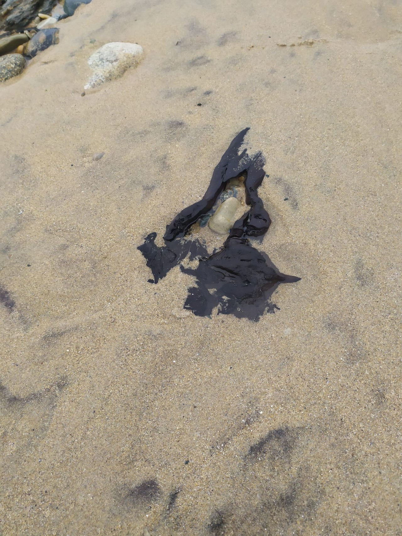 04 - Restos de un bosque fósil en la playa de Ponzos  - 17-04-2021