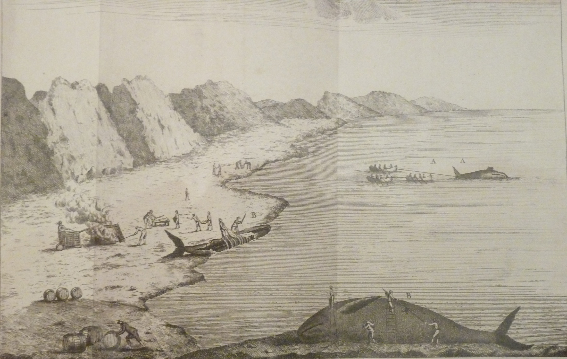 Foto 3: Dibujo copiado del museo Massó en Bueu Península do Morrazo. En él puede verse cómo varaban las ballenas, las cortaban en pedazos que derretían en calderas para obtener el saín, que posteriormente guardan en barriles para su almacenaje y transporte